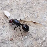 Colonie de Messor barbarus, 1 reine, ~80 ouvrières
