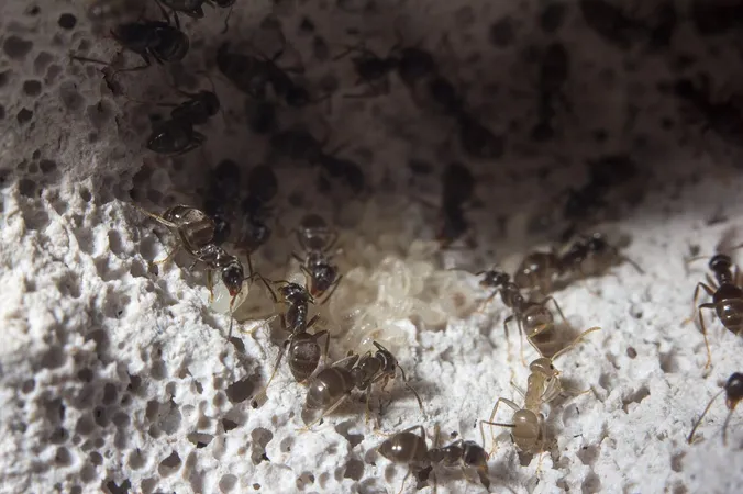 Black garden ants (Lasius niger) in Formicarium