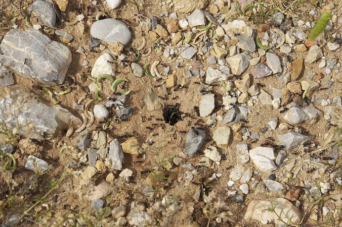 Messor barbarus nest Greece