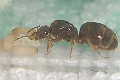 Lasius flavus Queen in test-tube