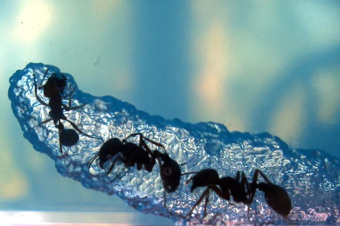 Ant Farm Tunneling