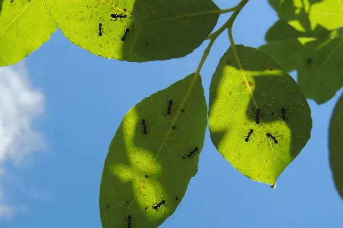 Ants Formica fusca. Aphid farm