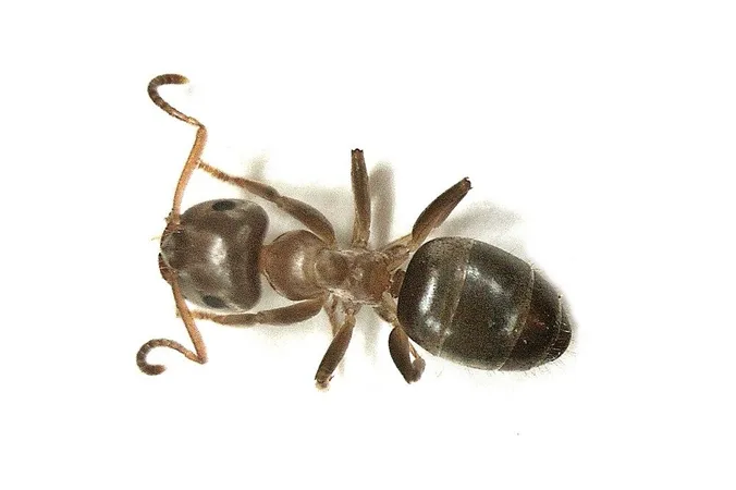 Lasius brunneus (female worker), Elst, the Netherlands