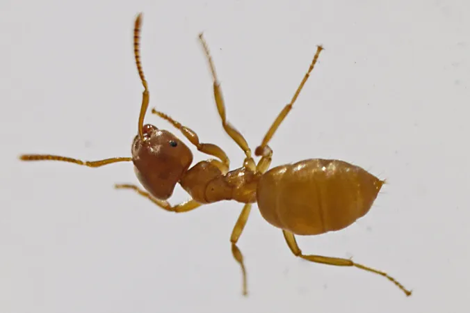 Yellow Meadow Ant (Lasius flavus)