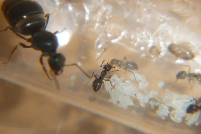 Trophallaxis lasius niger