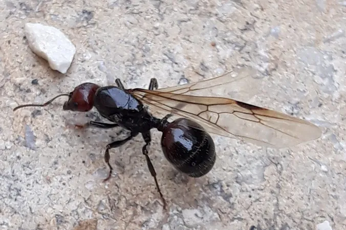 Messor barbarus 246106011
