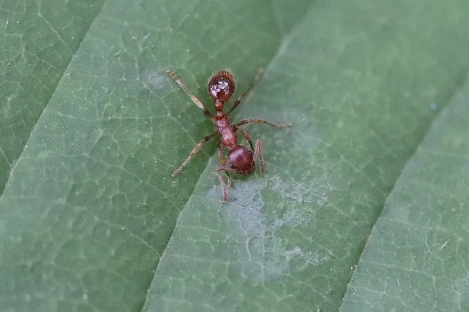 Kleine Leeuwenhorst - Gewone steekmier (Myrmica rubra)