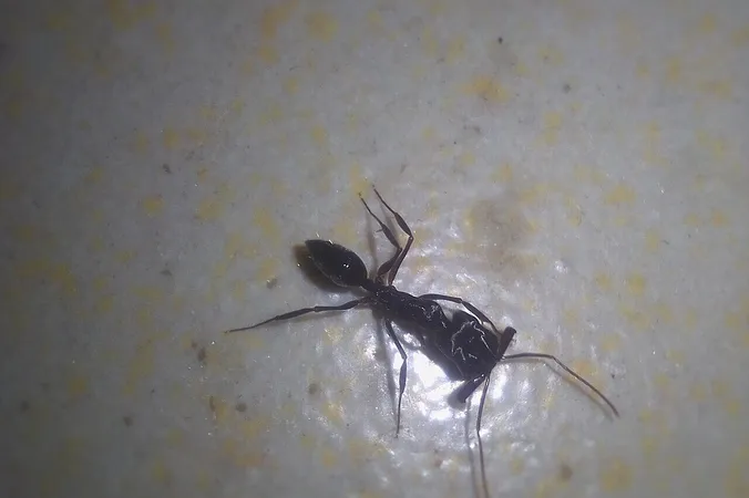 Tetramorium caespitum
