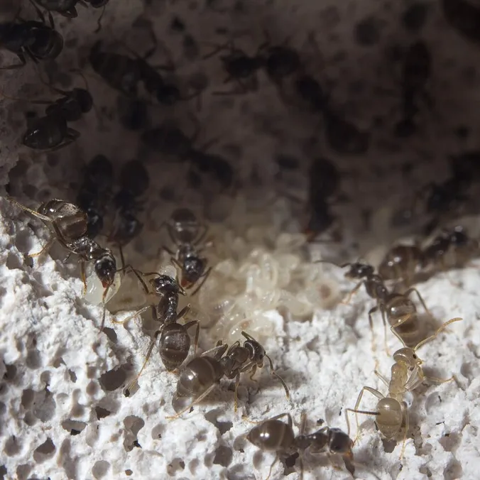 Colonie de Lasius niger, 1 reine, ~300 ouvrières