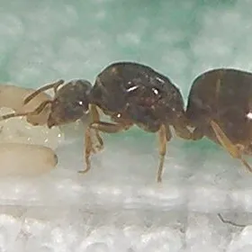 Lot d'éprouvettes et d'abreuvoirs