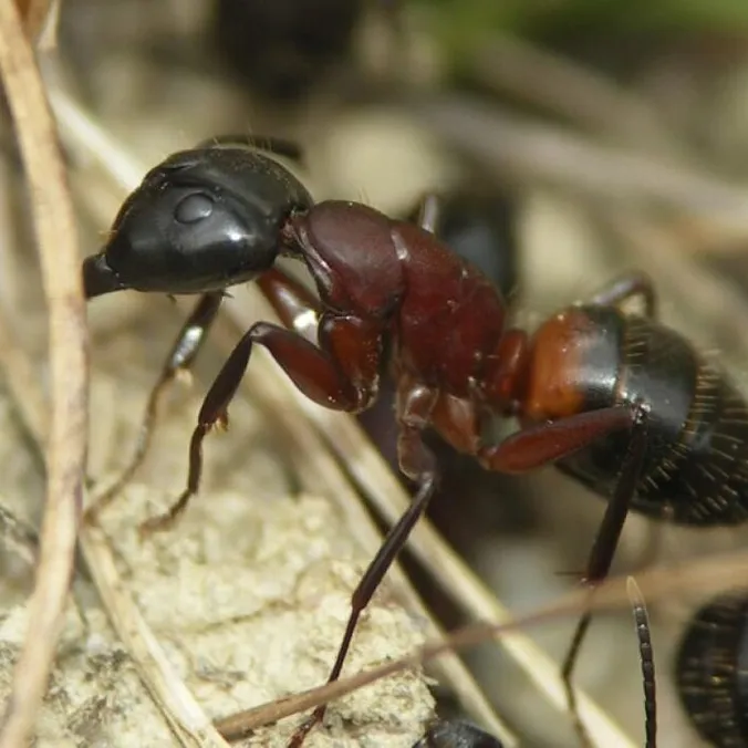 Camponotus ligniperda, photographie