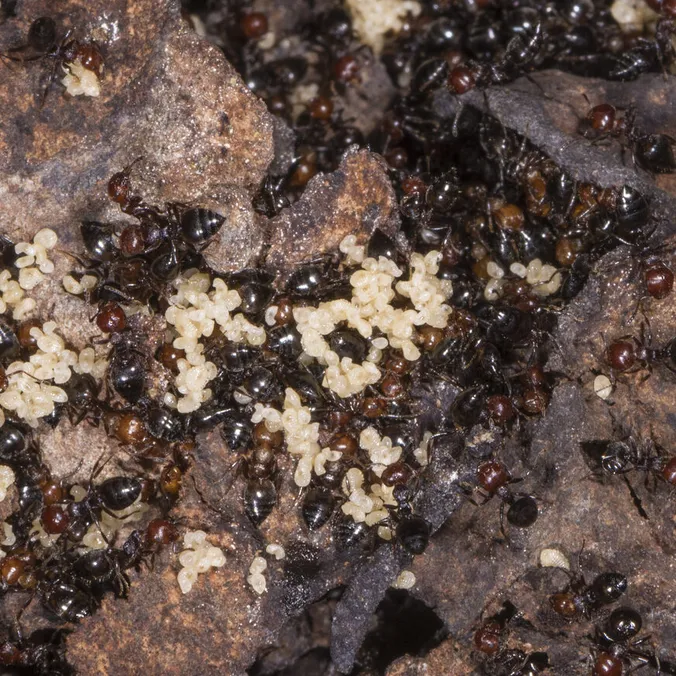 Crematogaster scutellaris, photographie
