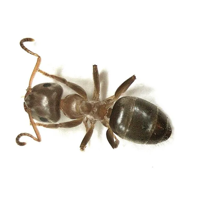 Lasius brunneus, photographie