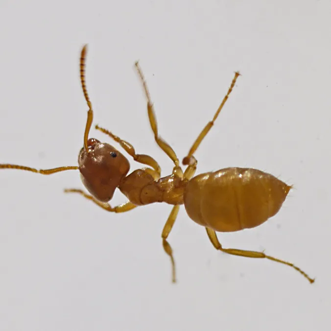 Lasius flavus, photographie