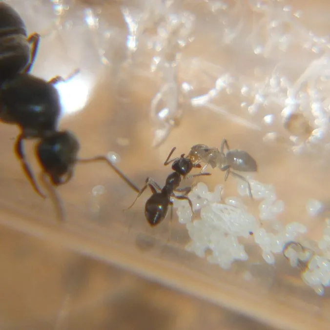 Lasius niger, photographie