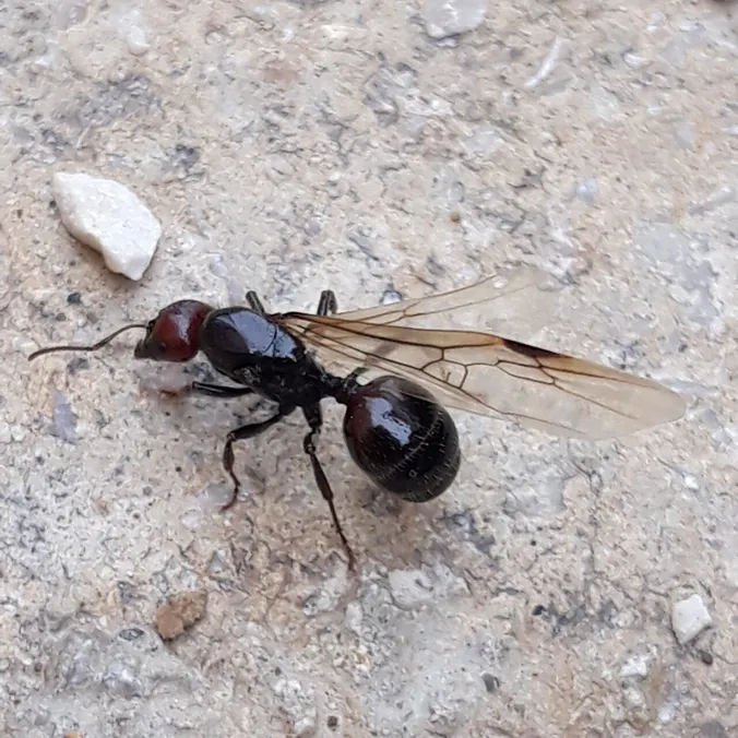 Messor barbarus, photographie