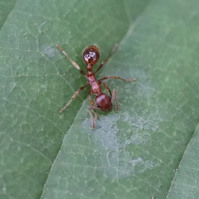Myrmica rubra, photographie