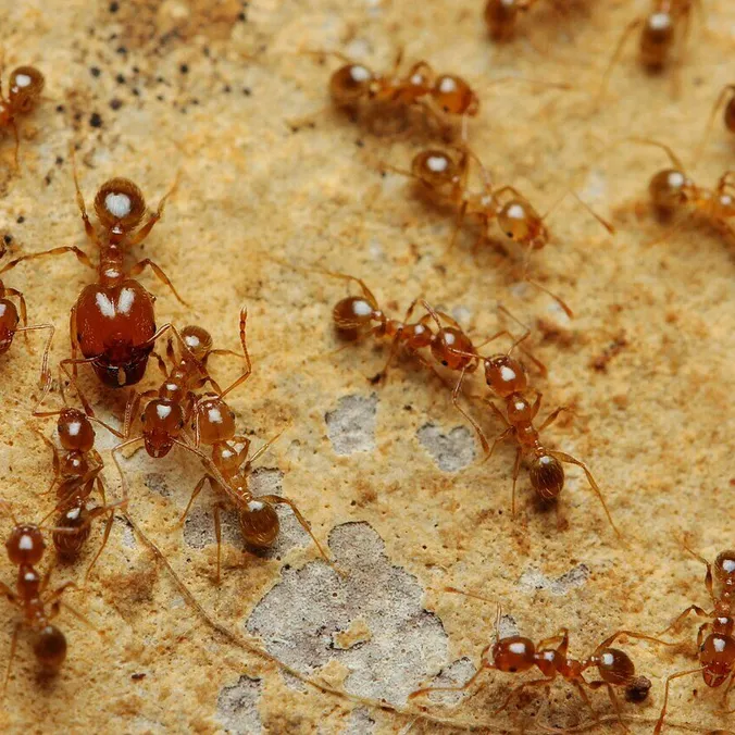 Pheidole pallidula, photographie
