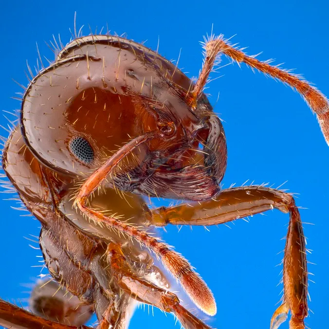 Solenopsis invicta, photographie