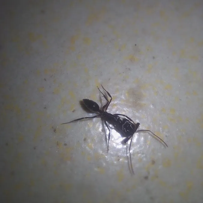 Tetramorium caespitum, photographie