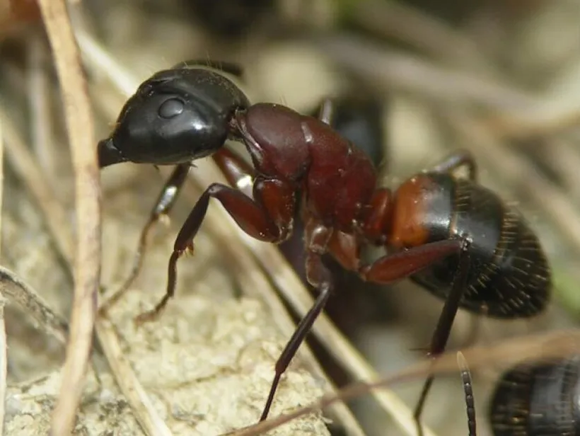 Camponotus ligniperda, photographie