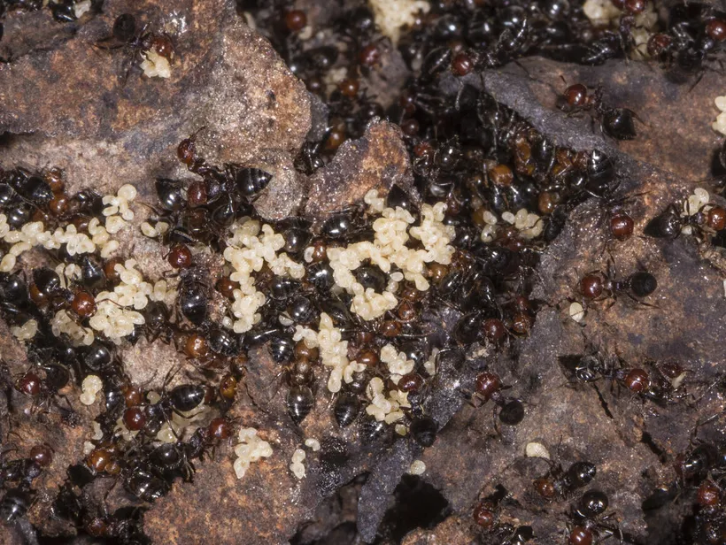 Crematogaster scutellaris, photographie