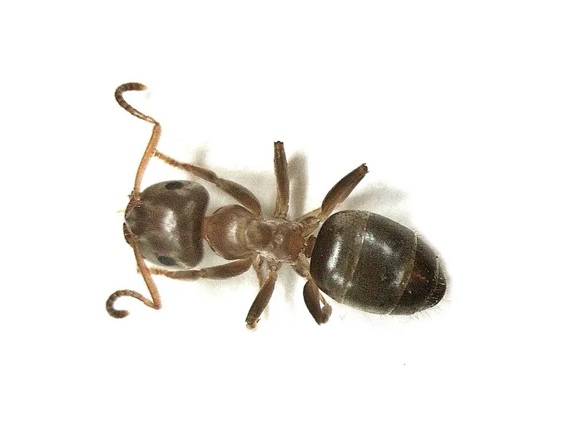 Lasius brunneus, photographie