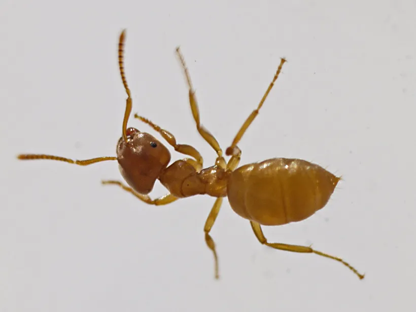 Lasius flavus, photographie