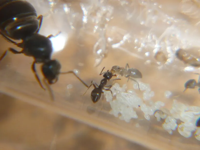 Lasius niger, photographie