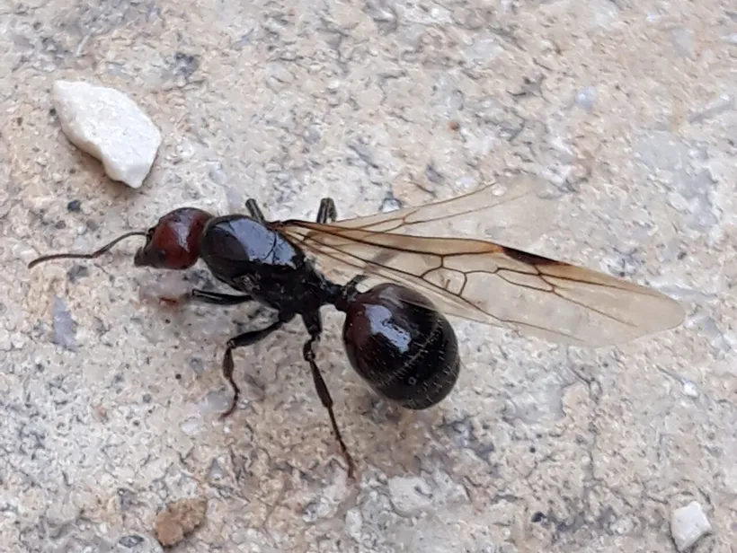 Messor barbarus, photographie