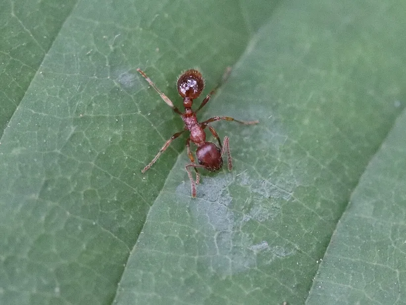 Myrmica rubra, photographie