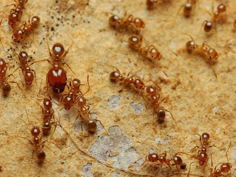 Pheidole pallidula, photographie