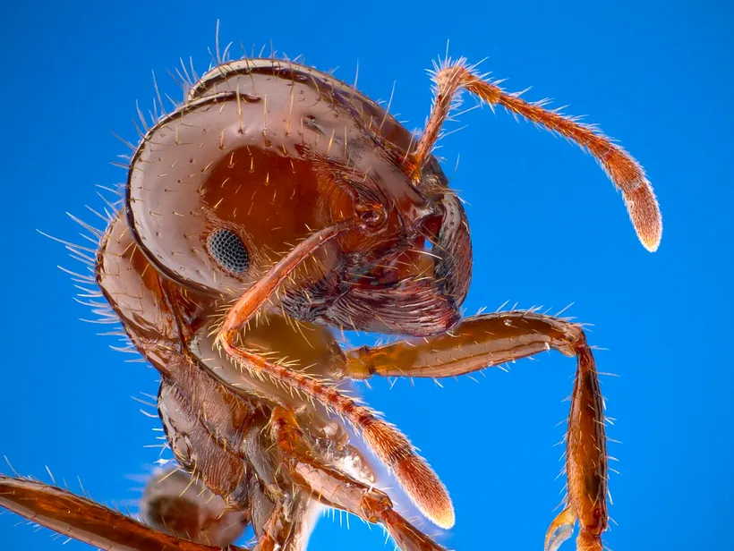 Solenopsis invicta, photographie
