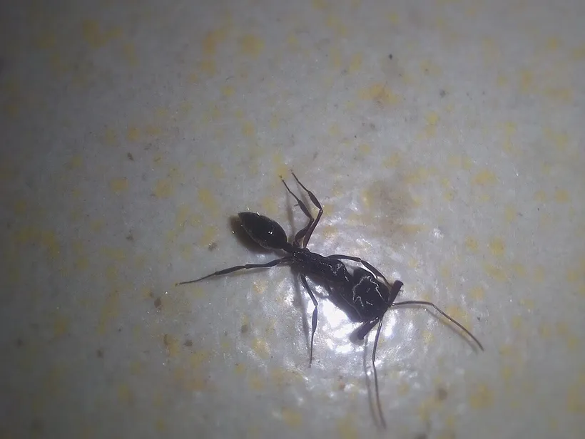 Tetramorium caespitum, photographie