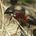 Camponotus ligniperda, photographie
