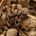 Formica cinerea, photographie