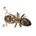 Lasius brunneus, photographie