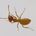 Lasius flavus, photographie