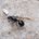 Messor barbarus, photographie