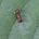Myrmica rubra, photographie